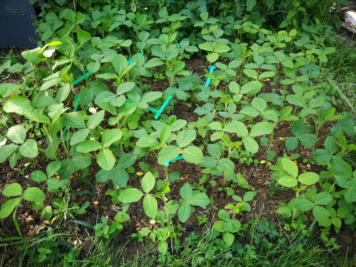 Soybean