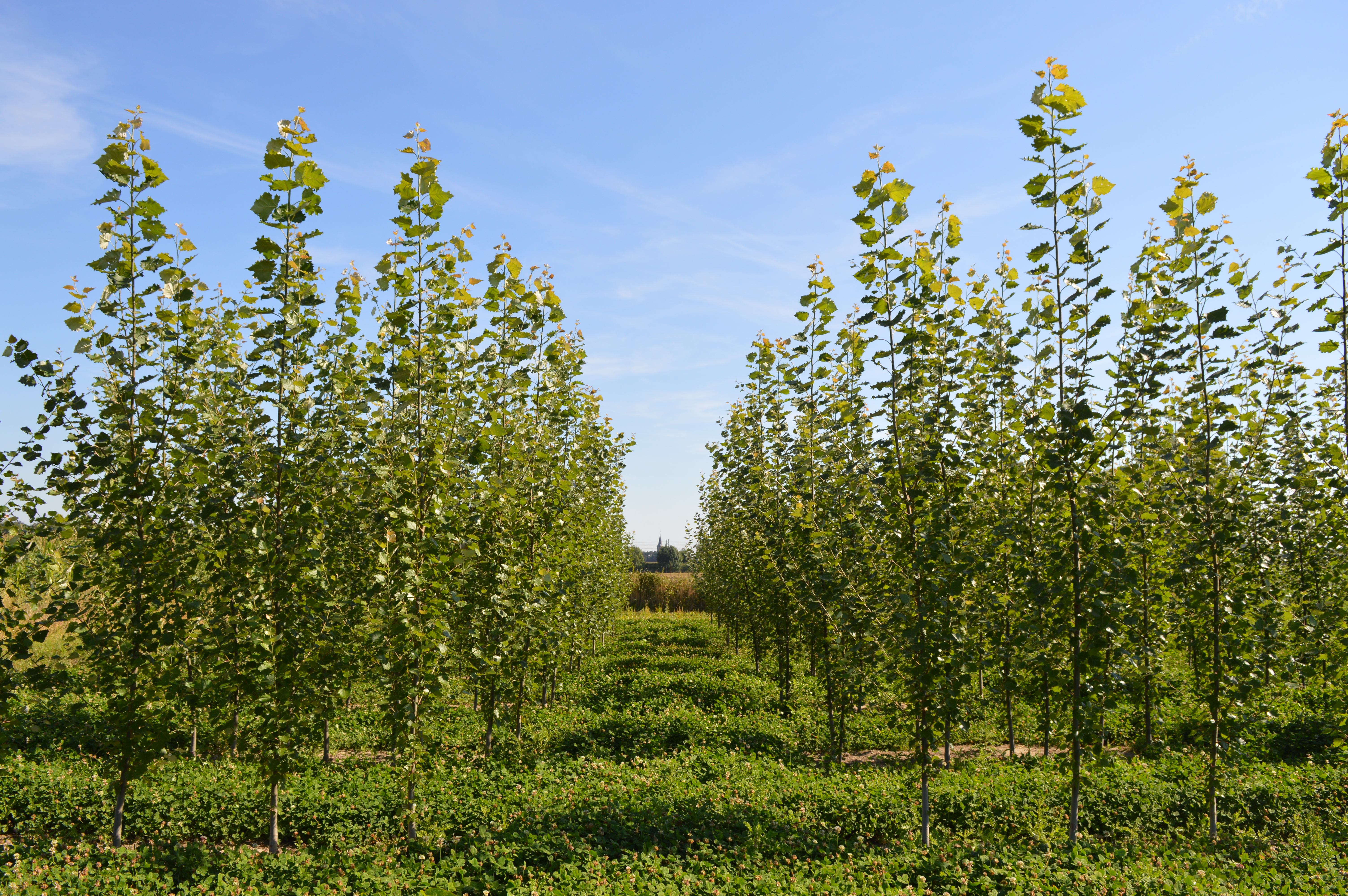 Poplar trees 