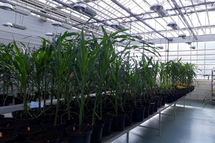 Greenhouse