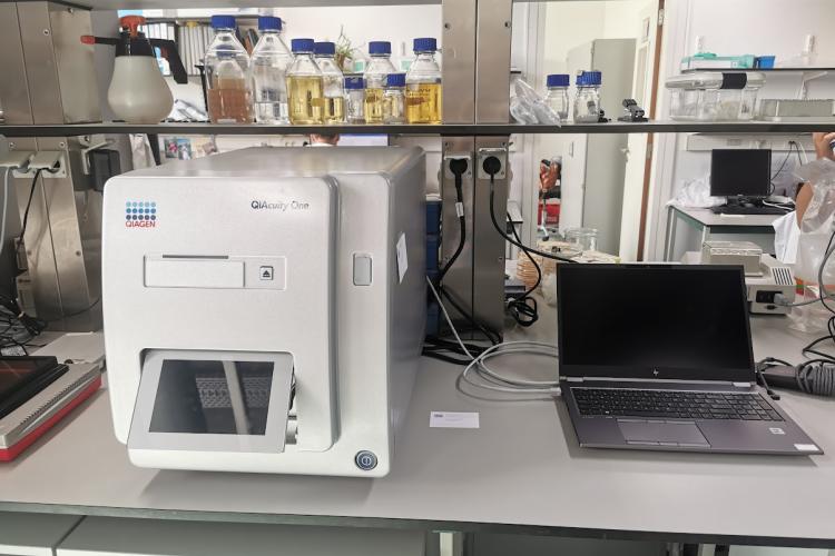 dPCR for T-DNA copy number determination