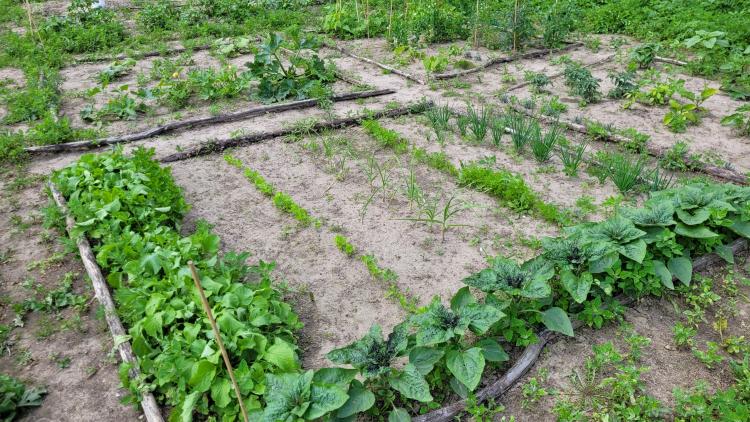 garden3